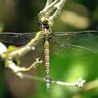 Unbekannte Libelle
