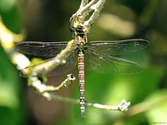 Unbekannte Libelle