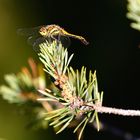 unbekannte Libelle bittet um Bestimmungshilfe !