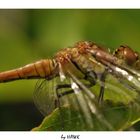 Unbekannte Libelle - Close Up