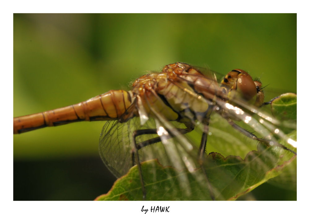 Unbekannte Libelle - Close Up