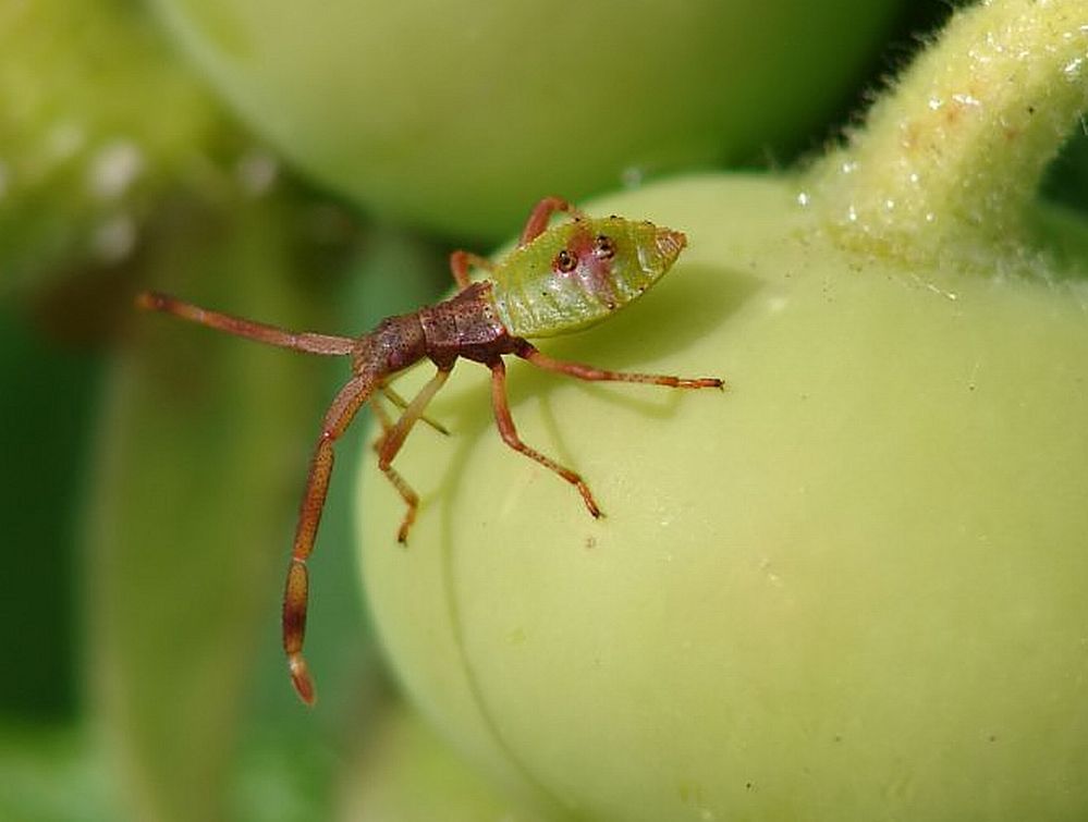 Unbekannte Miniwanze auf einer Heckenrose