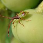 Unbekannte Miniwanze auf einer Heckenrose