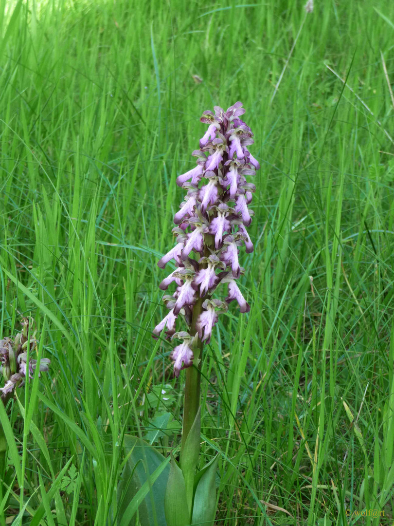 Unbekannte Orchidee auf einem Kalkhügel in Südfrankreich