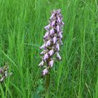 Unbekannte Orchidee auf einem Kalkhügel in Südfrankreich