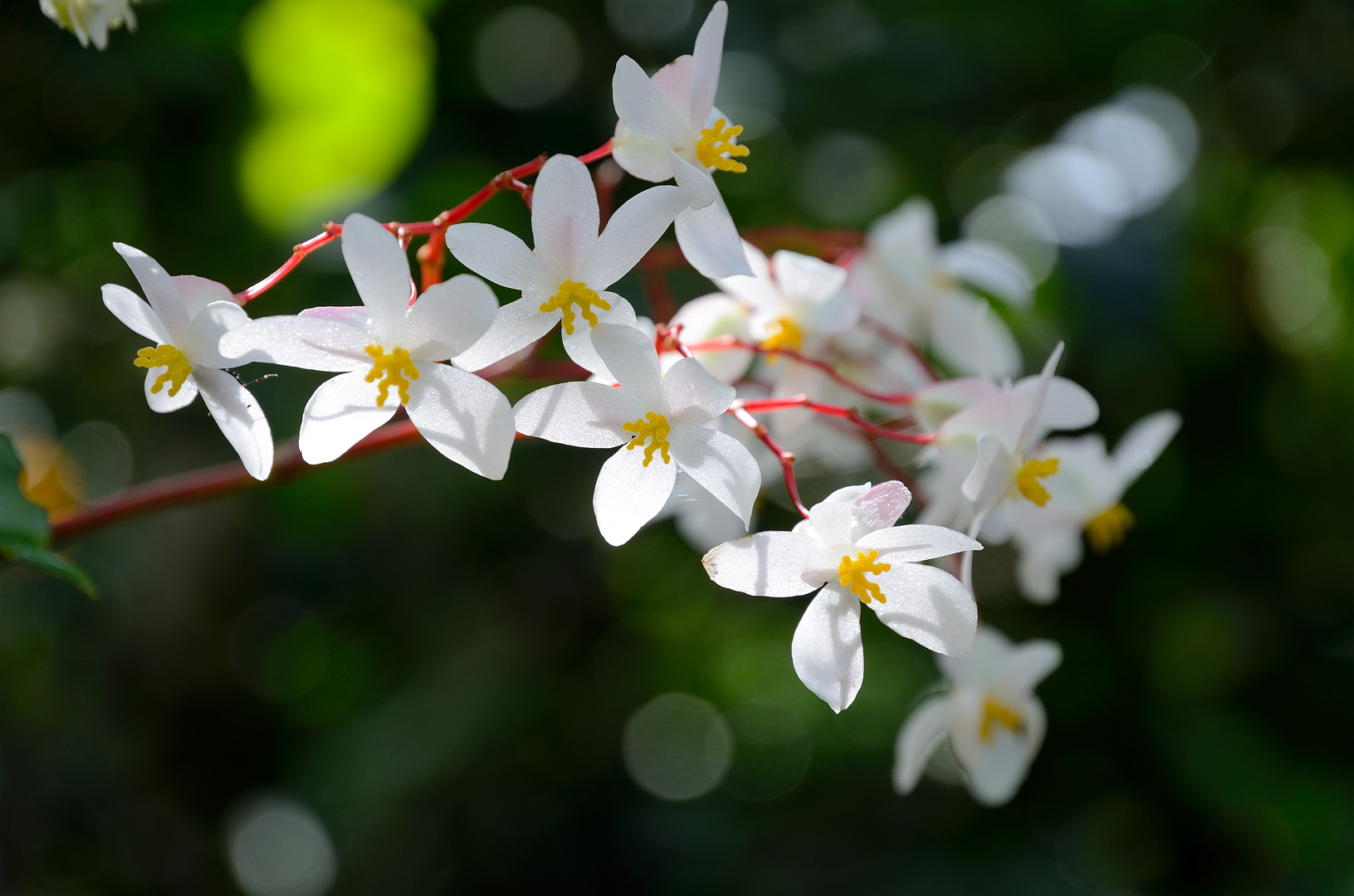 unbekannte Orchidee