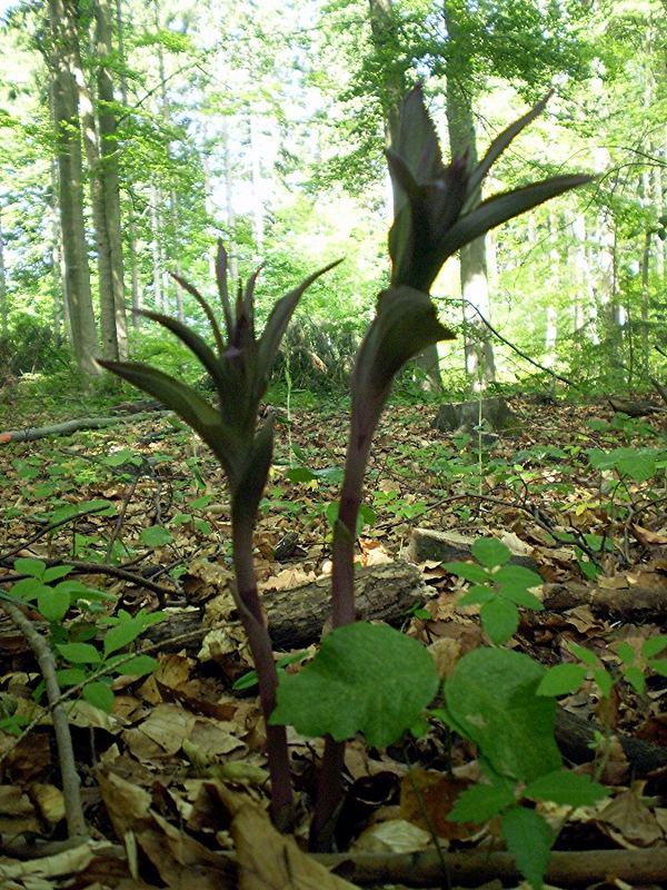 Unbekannte Pflanze am Kalkberg vom 13.06.07