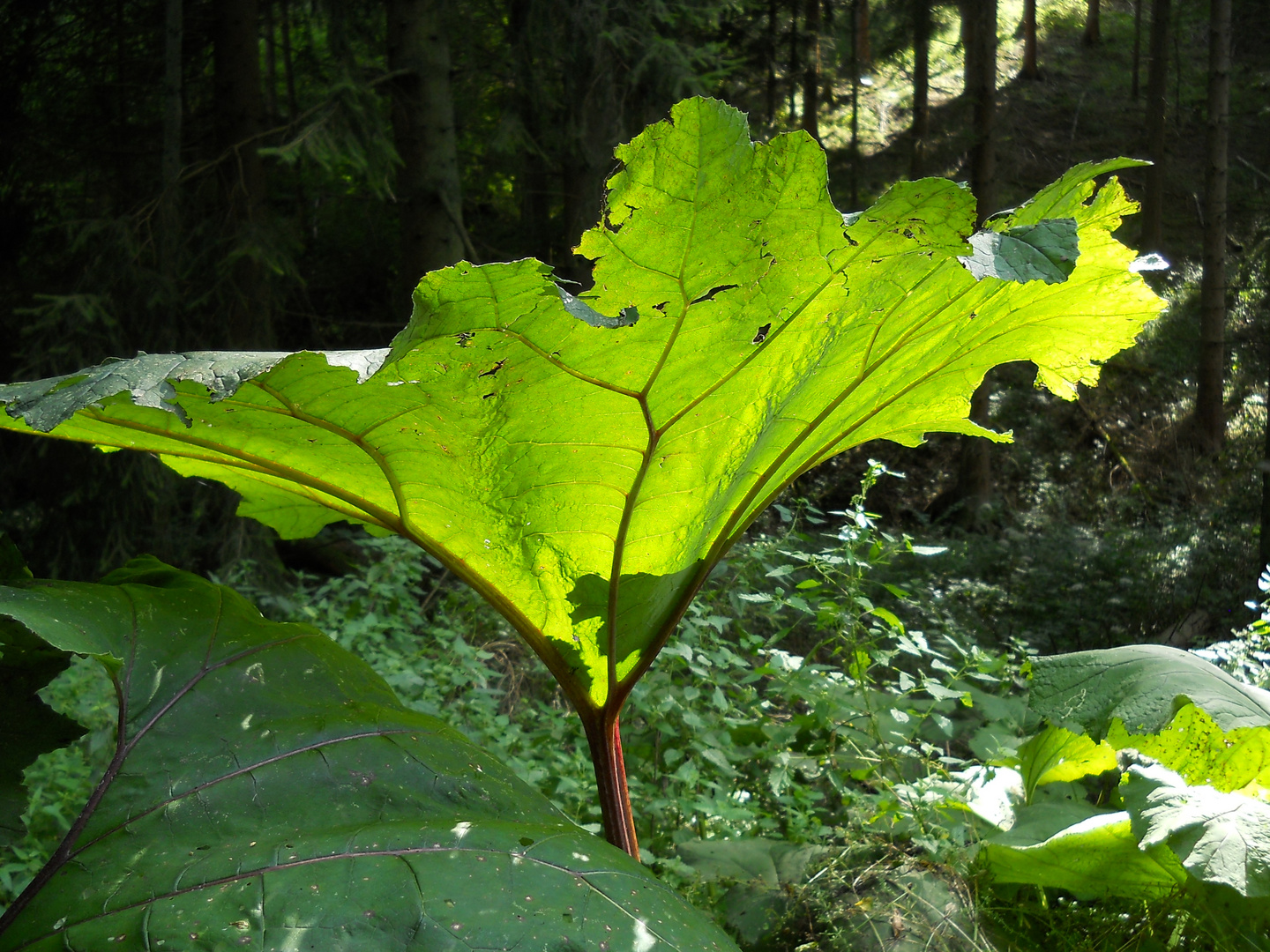 Unbekannte Pflanze im Wald