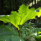 Unbekannte Pflanze im Wald