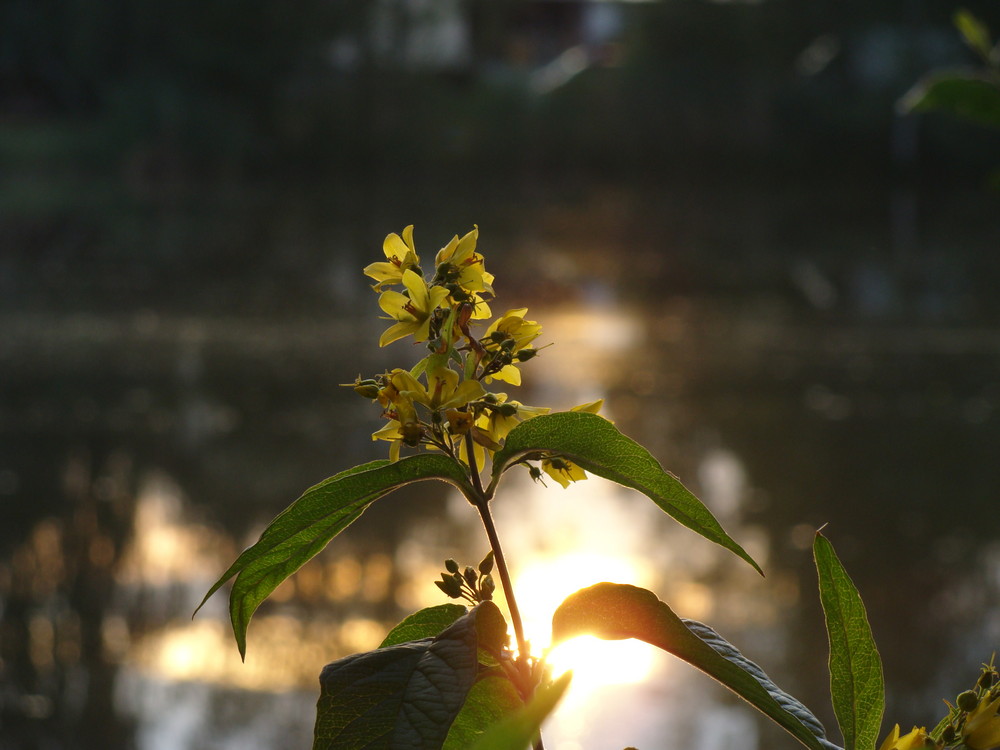 Unbekannte Pflanze in der Abendsonne