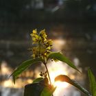 Unbekannte Pflanze in der Abendsonne