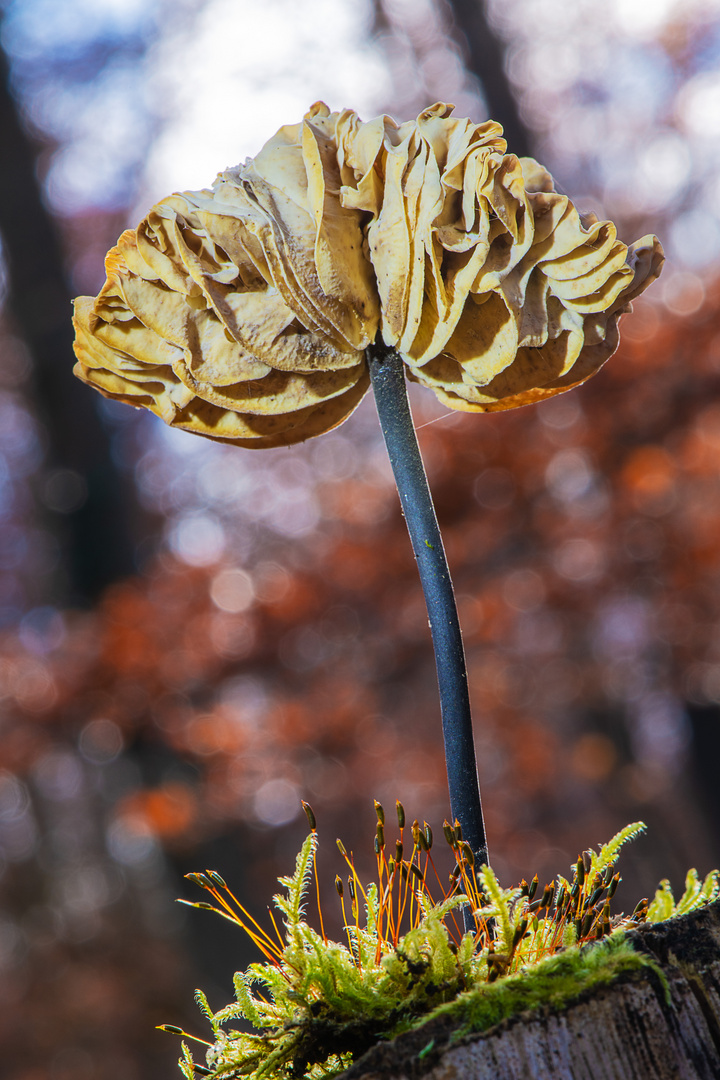 Unbekannte Pilzlamellen