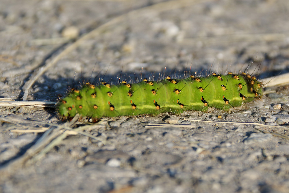 unbekannte Raupe