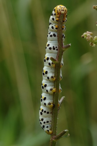 Unbekannte Raupe