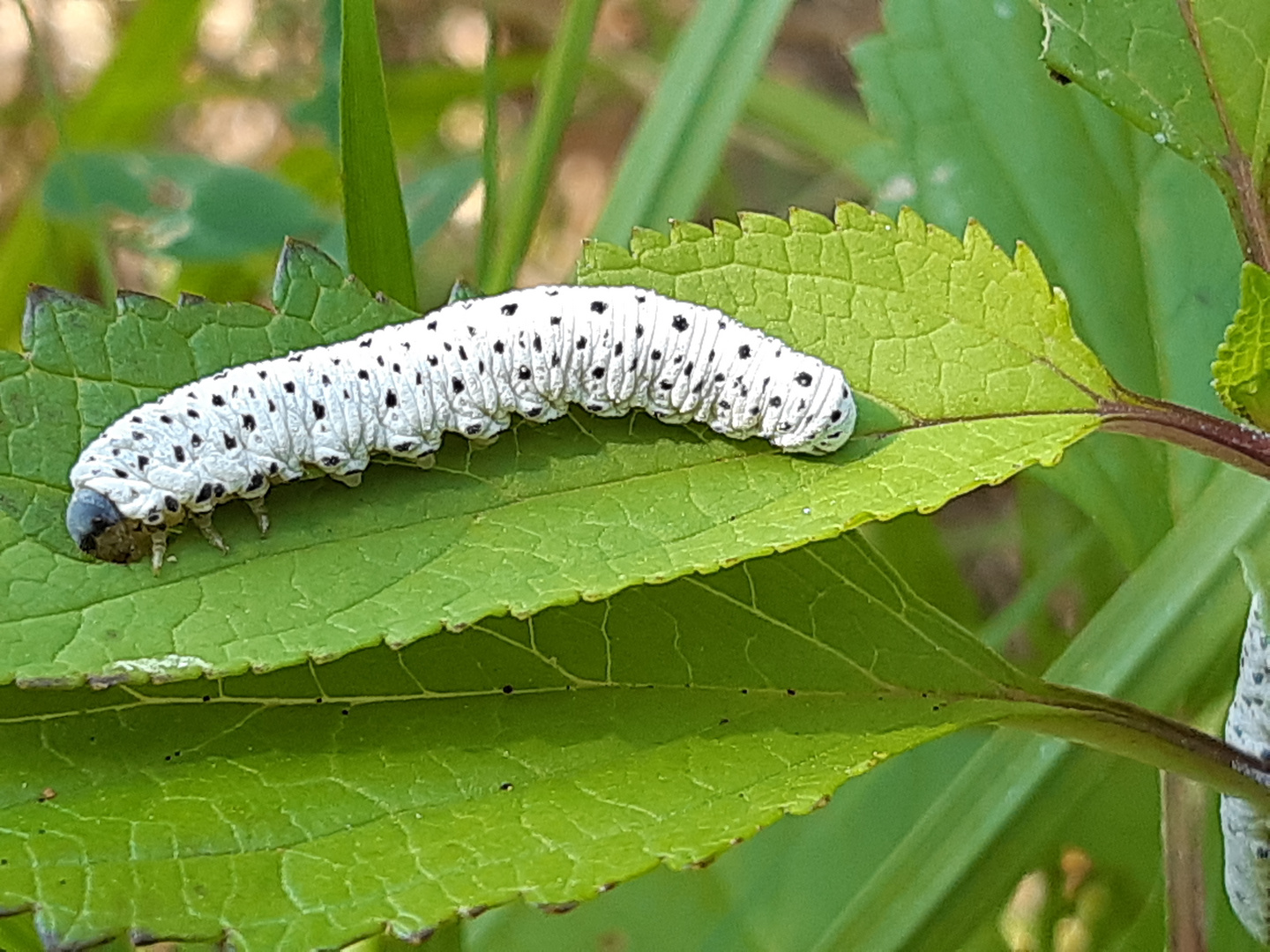 unbekannte Raupe