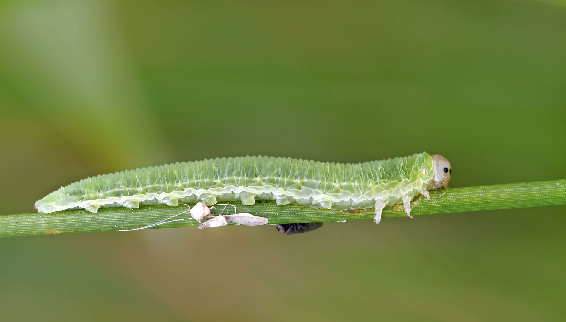 Unbekannte Raupe (Blattwespenraupe)