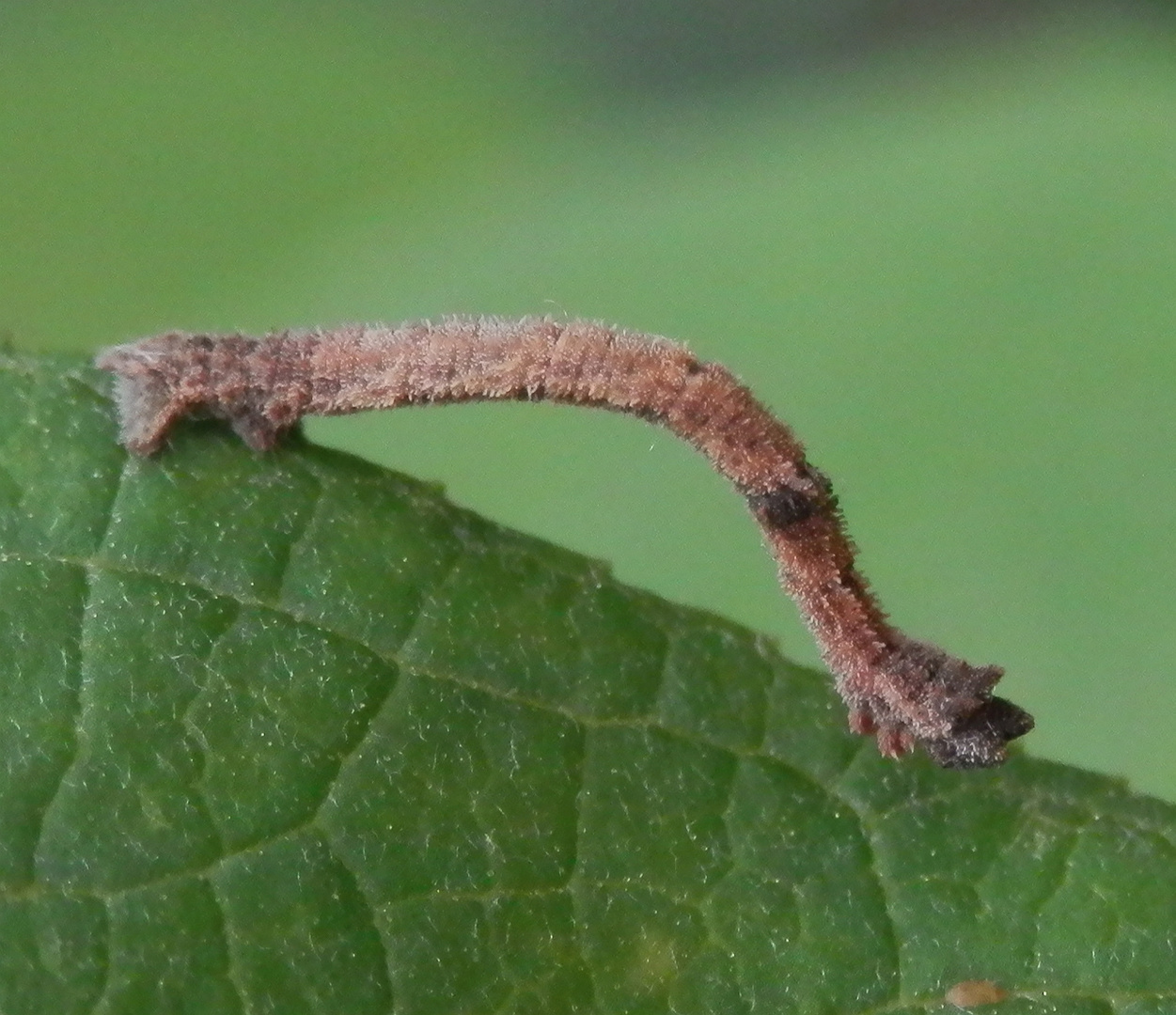 Unbekannte Raupe - Vielleicht die des Gebüsch-Grünspanners (Hemithea aestivaria)