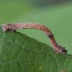 Unbekannte Raupe - Vielleicht die des Gebüsch-Grünspanners (Hemithea aestivaria)