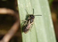 Unbekannte Sandbiene im Garten