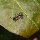 Unbekannte Sandbiene im Garten