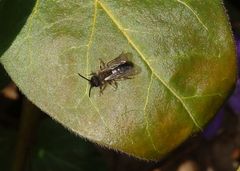 Unbekannte Sandbiene im Garten