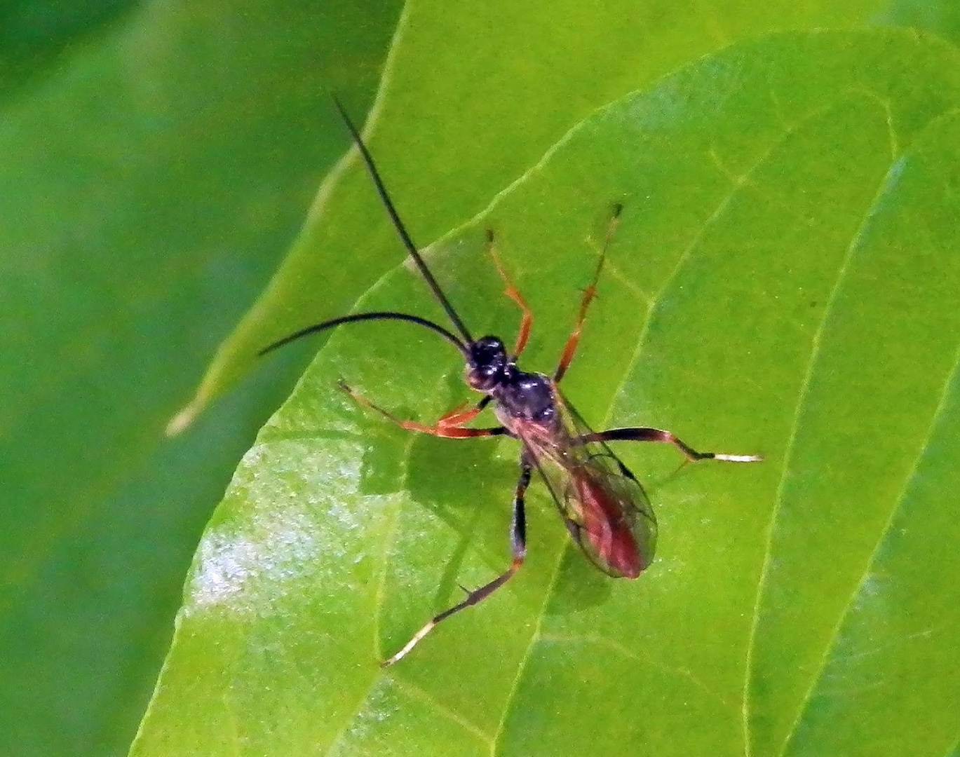 Unbekannte Schlupfwespe (Cryptinae) ?