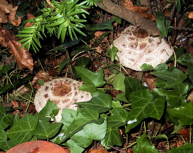 Unbekannte Schöne im November.