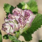 Unbekannte Schöne in meinem Garten