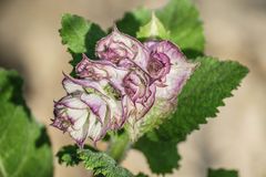 Unbekannte Schöne in meinem Garten