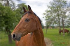 unbekannte Schönheit (3) auf einer Koppel in Großpösna / Sachsen