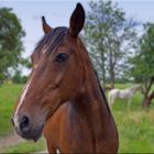 Unbekannte Schönheit auf einer Koppel in Großpösna / Sachsen