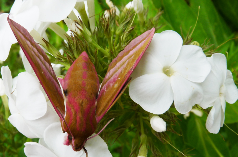 UNBEKANNTE SCHÖNHEIT AUF FLOX