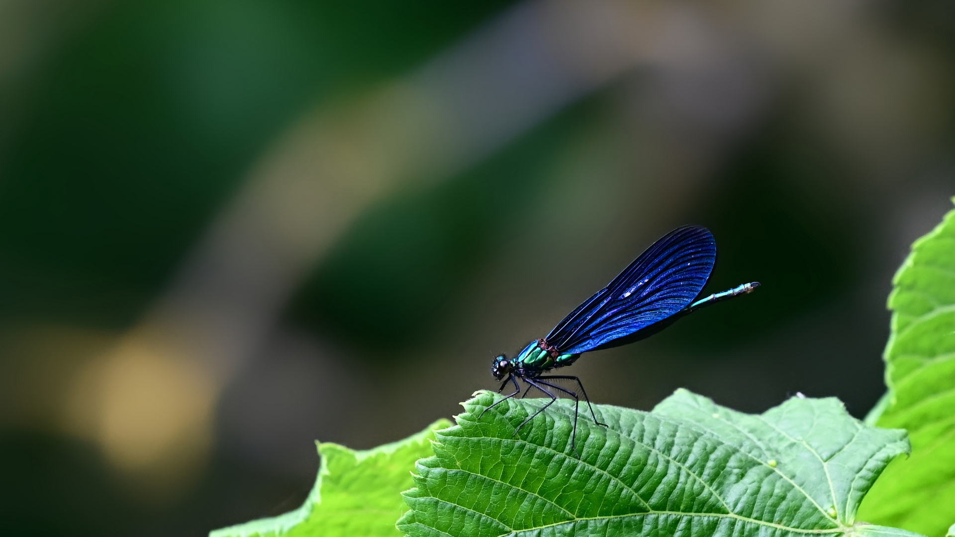 Unbekannte Schönheit (Calopteryx virgo)