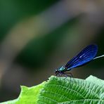 Unbekannte Schönheit (Calopteryx virgo)