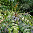 Unbekannte Schönheit im Botanischen Garten in Göttingen