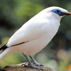 unbekannte Schönheit im Hong Kong Park