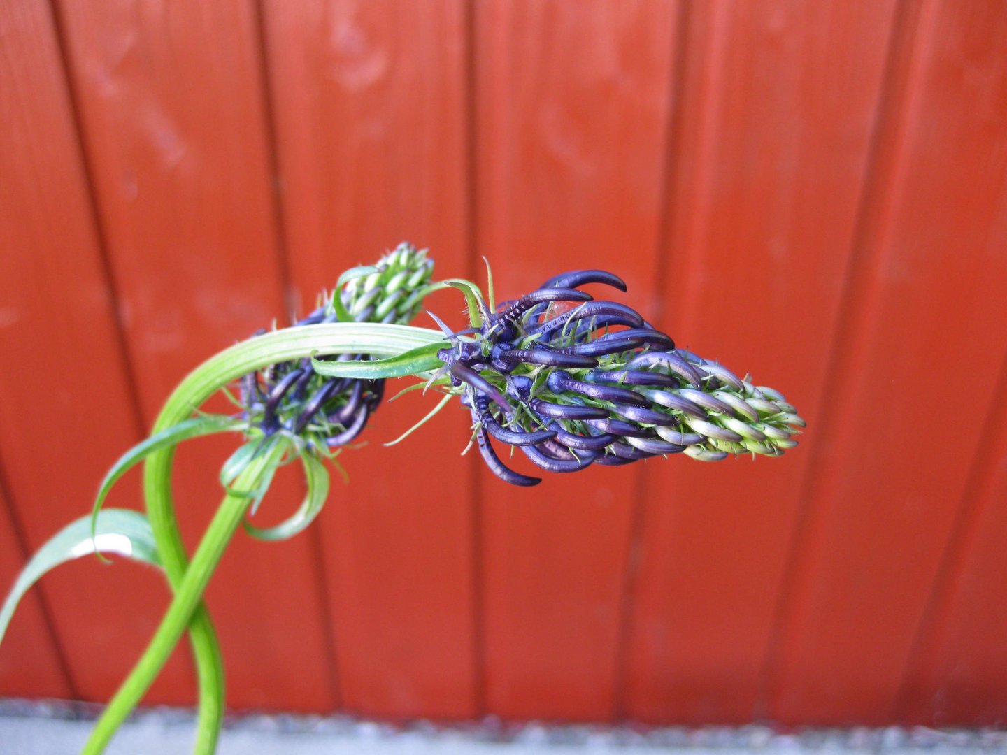 unbekannte Schönheit in meinem Garten