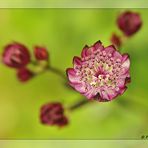 Unbekannte Schönheit? Nein, sondern Astrantia major 'Ruby Wedding' - Rote Sterndolde