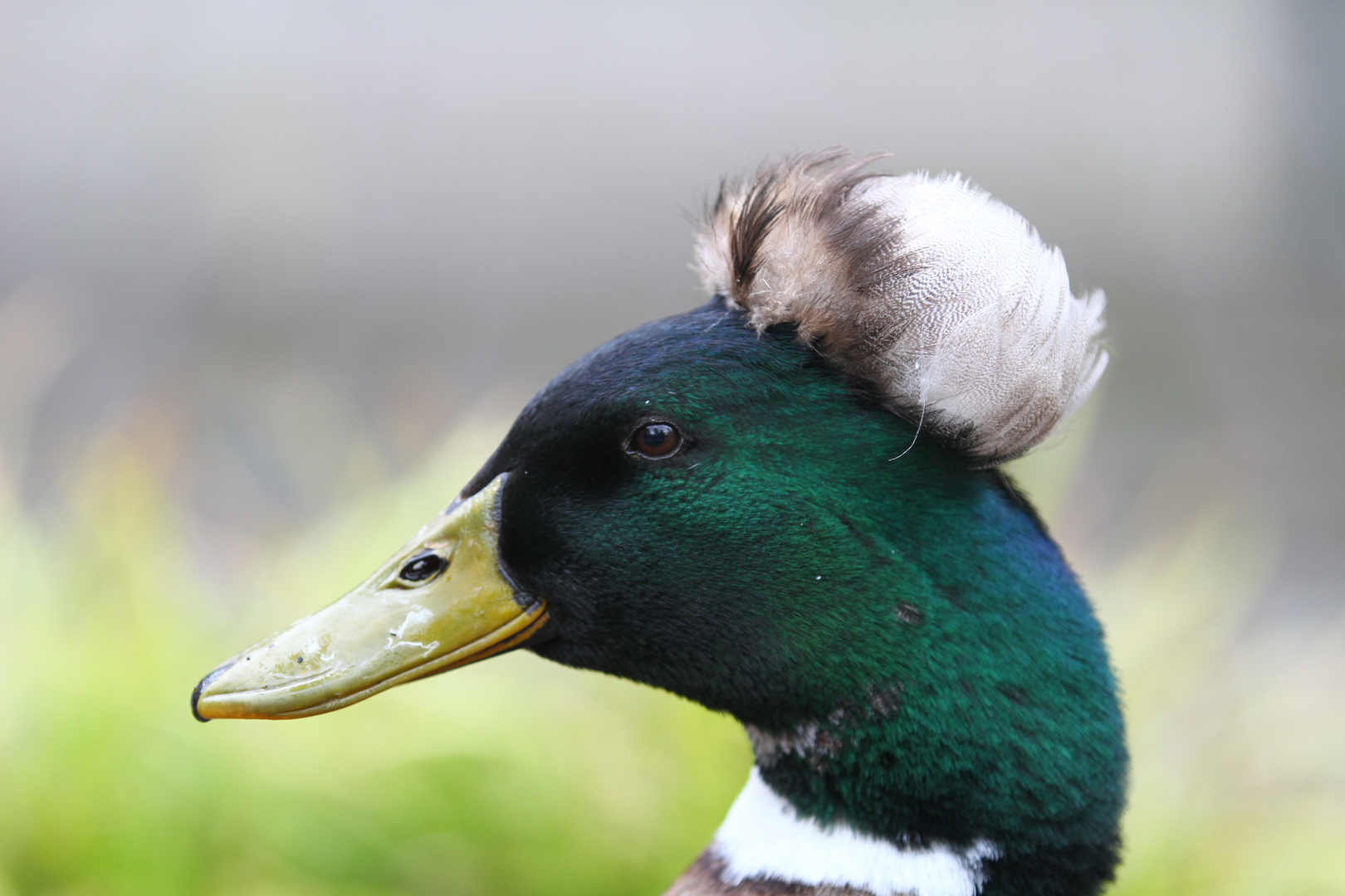 unbekannte Schönheit oder Laune der Natur?