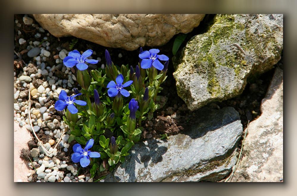 unbekannte Schönheiten im Steingarten