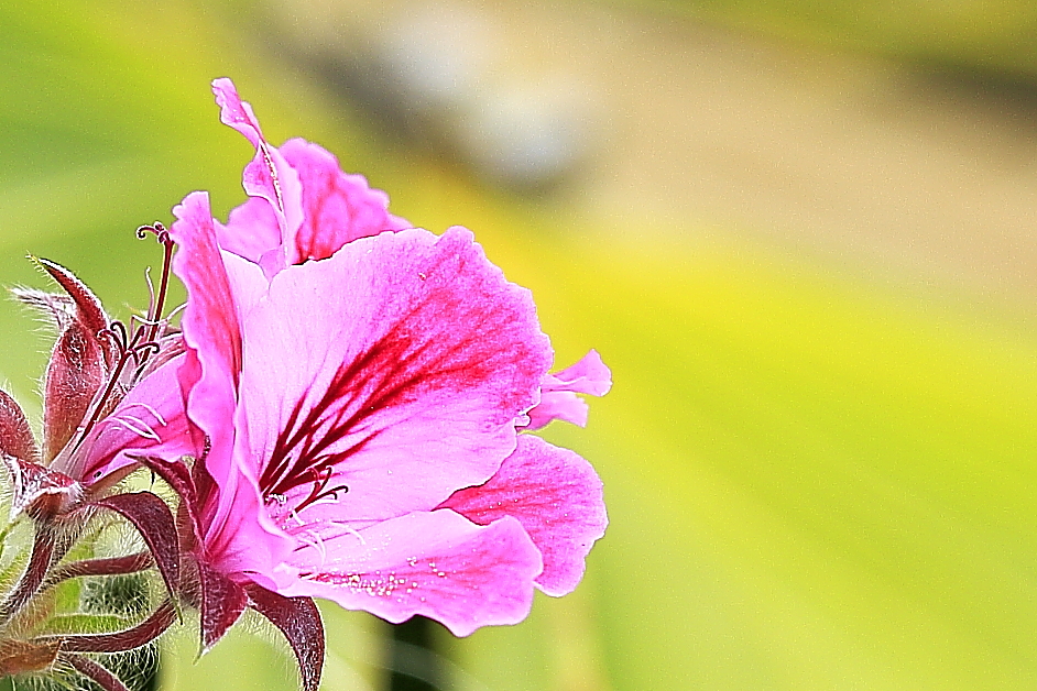 Unbekannte spanische Blüte