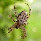 Unbekannte Spinne