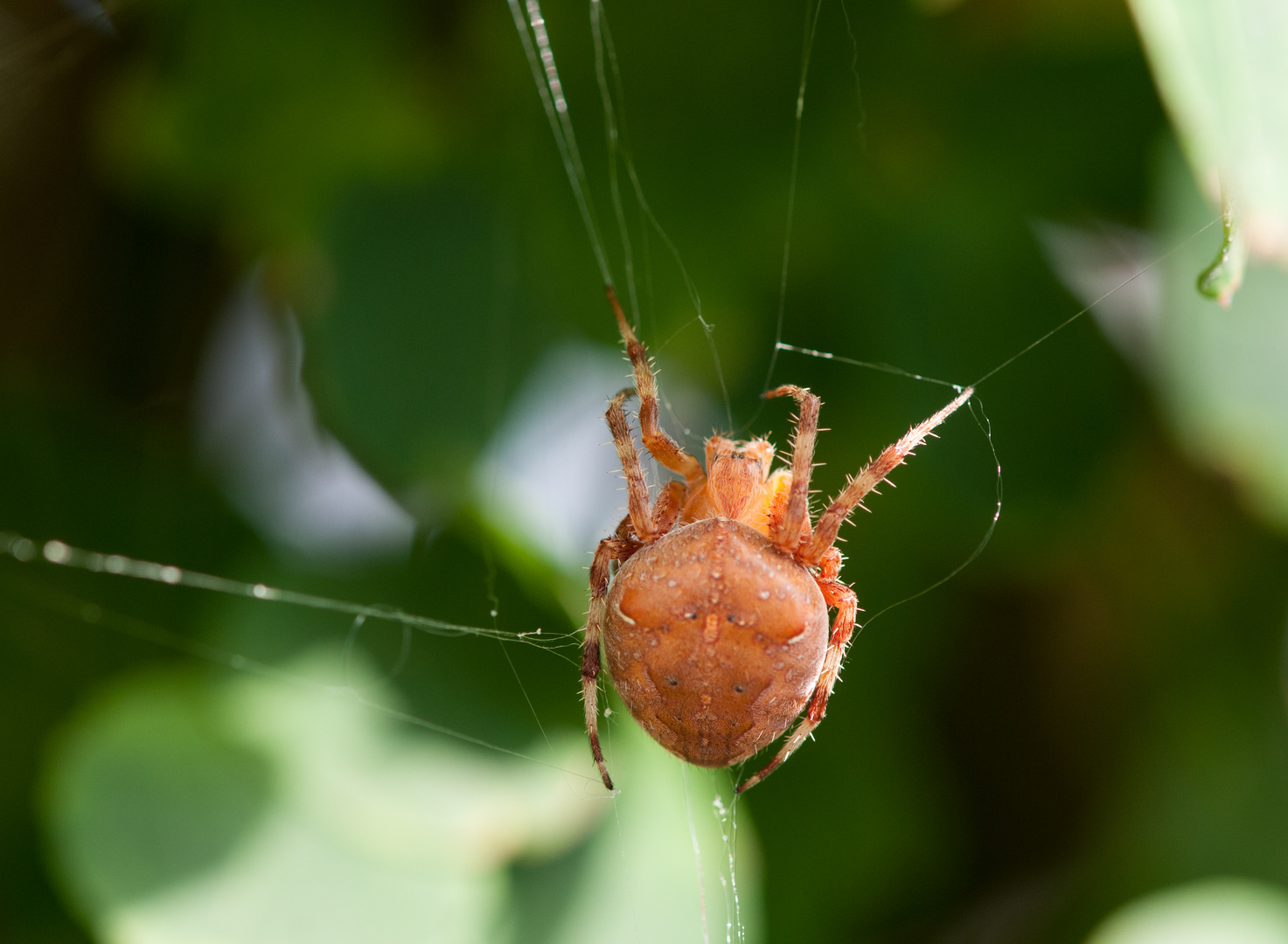 Unbekannte Spinne