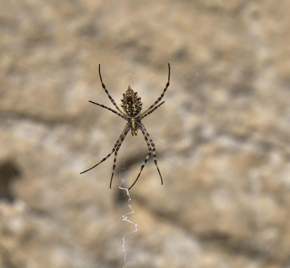 unbekannte Spinne