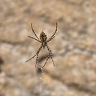 unbekannte Spinne