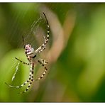 Unbekannte Spinne