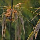 Unbekannte Spinne!