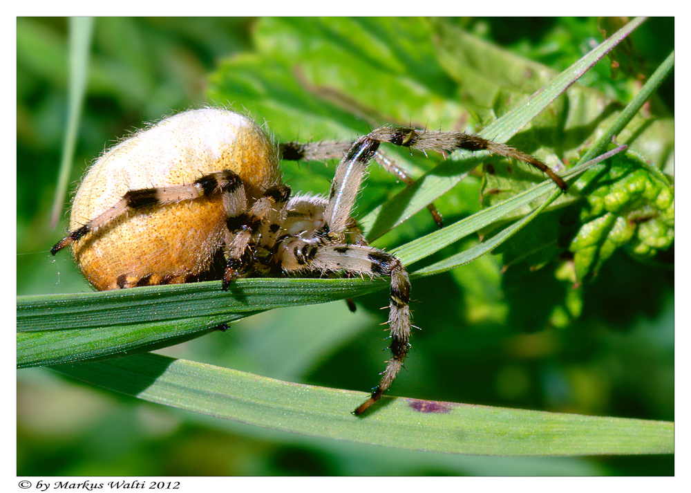 Unbekannte Spinne...