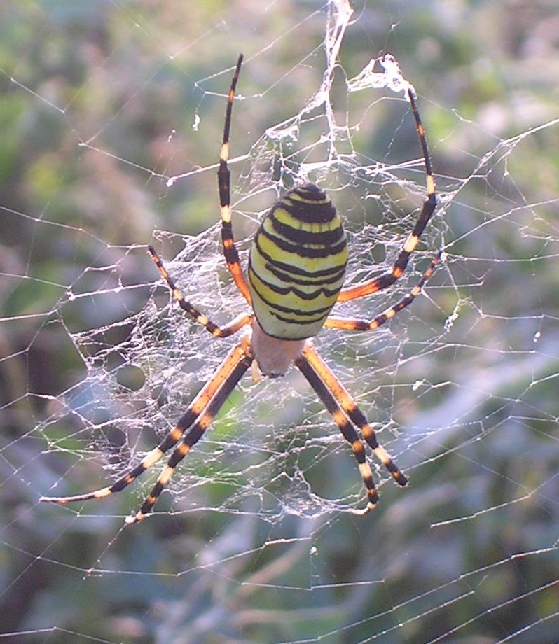 unbekannte Spinne