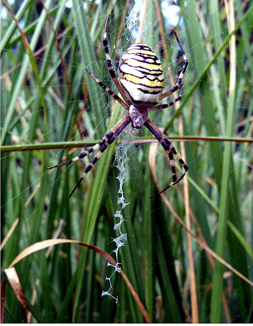 Unbekannte Spinne